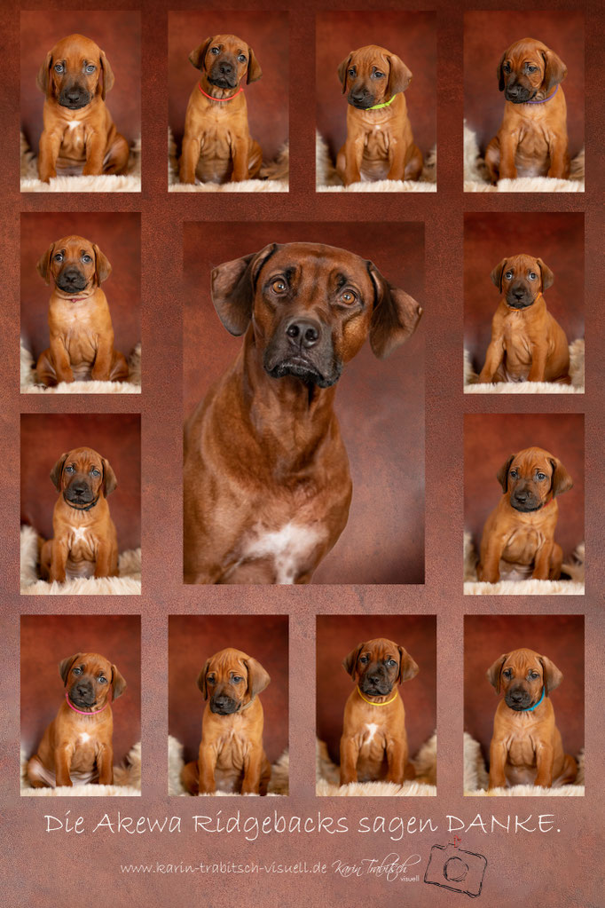 Collage und das Plakat von mir fotografiert und umgesetzt nach der Idee der Züchterin als Dankeschön an ihre Tierärztin https://akewa-ridgebacks.de/