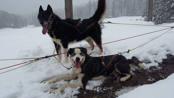 25. April, Schnee unter den Pfoten!