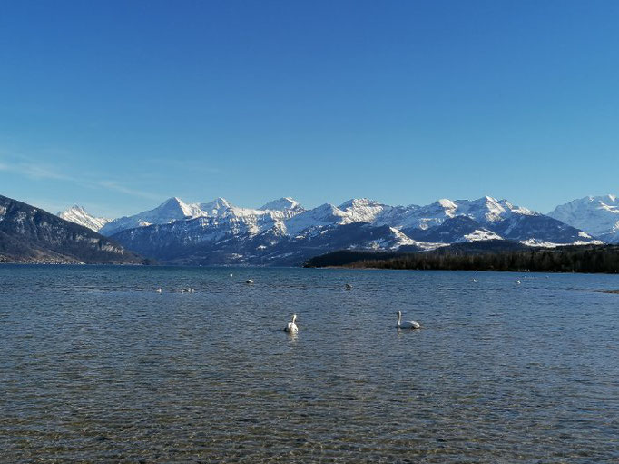 Thunersee