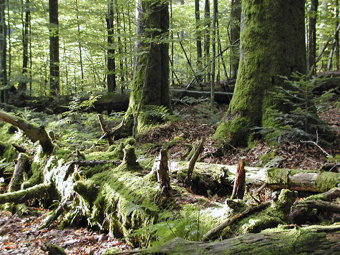 Nationalpark Bayerischer Wald: Urwaldgebiet Mittelsteighütte