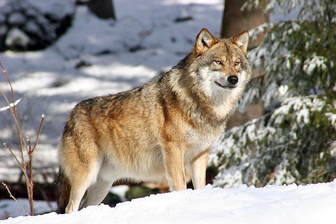 Nationalpark Bayerischer Wald (Foto Pöhlmann): Wolf