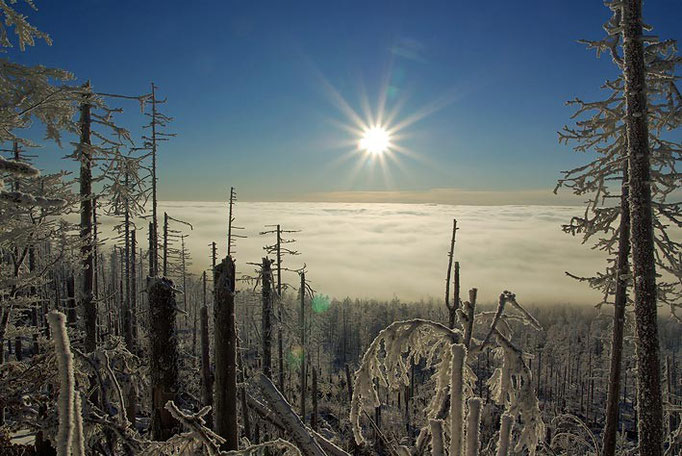 Nationalpark Bayerischer Wald (Foto Simonis): Winterlandschaft