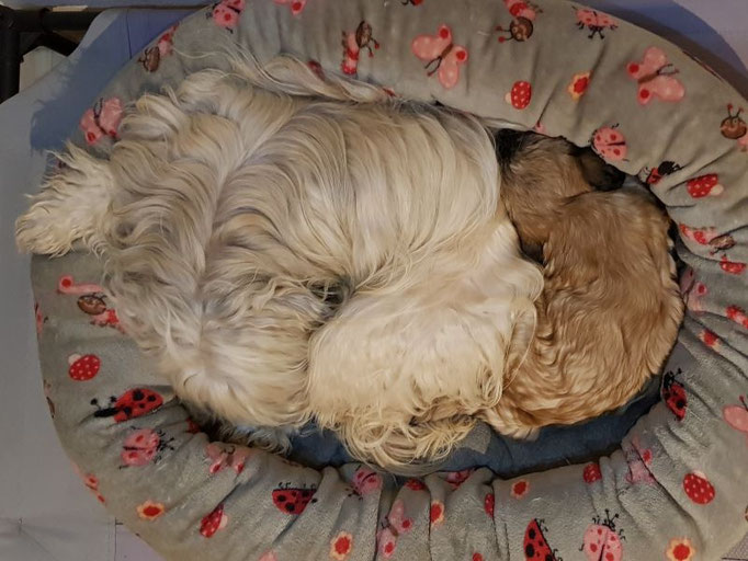 Ying und Yang