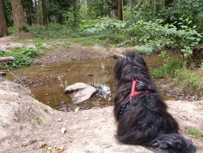 Yeshi - Baden heute leider verboten