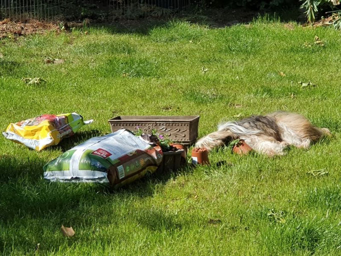 Milka Sonnenanbeterin