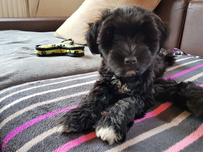 Pepper