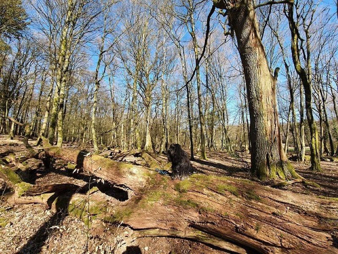 Yeshi im Taunus