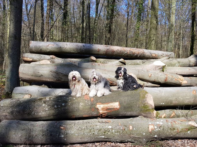 Waldspaziergänge mit Fiona, Han-na und Lisha geben Kraft