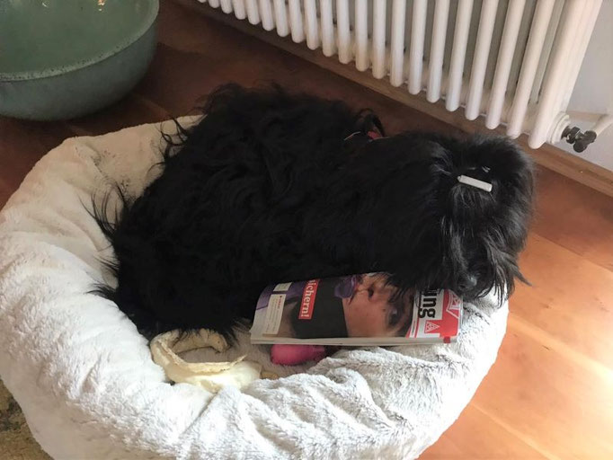 Pepper, die Zeitschrift besitzt er legal! (J)