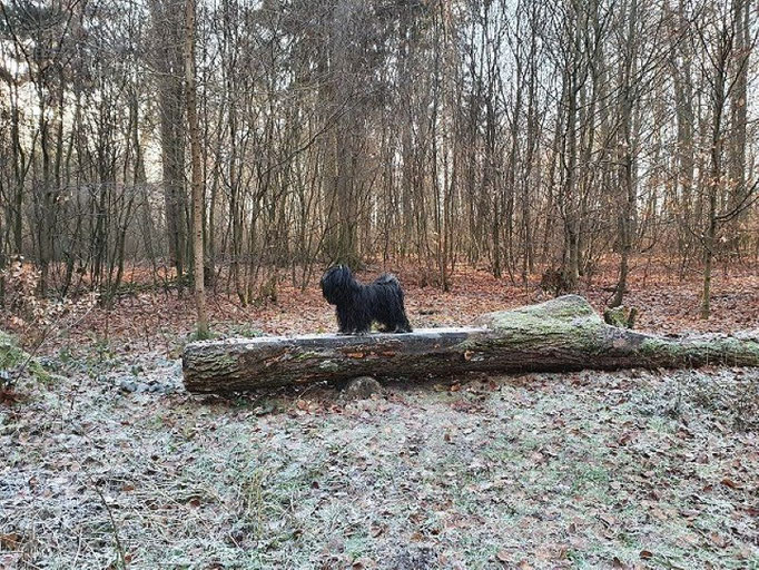 ...der Waldschrat ;-)