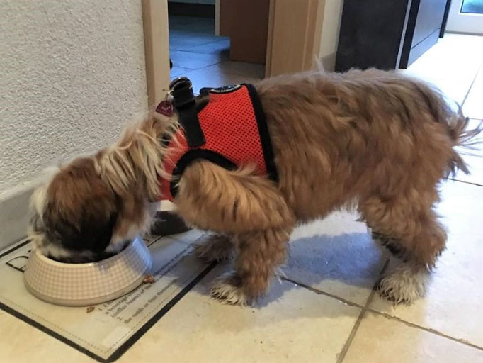 1. Mahlzeit im neuen Zuhause
