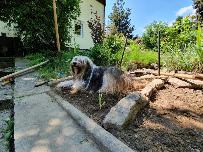 Milka hilft im Garten