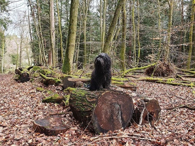 Yeshi im Taunus