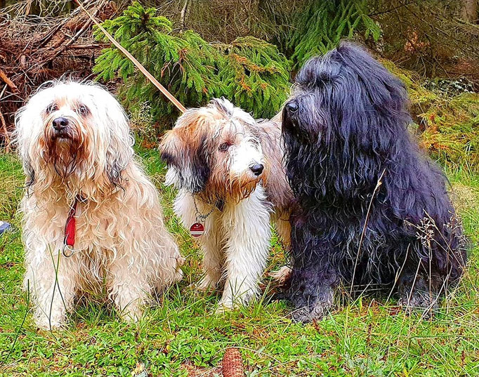 Fiona, Lakshmi und Yeshi im Taunus