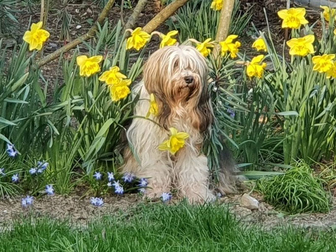 Milka hält Ausschau nach dem Osterhasen