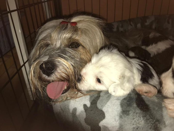 Li-na  (H) mit Söhnchen Than-ju (Arundhati Tibet Terrier)