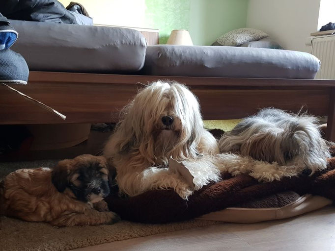 Meine Zobelchen Kah-ra, Fiona und Han-na