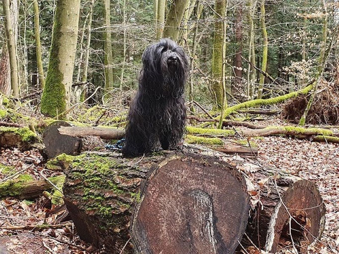 Yeshi im Taunus