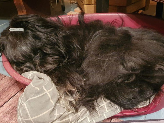 Hunde schlafen 16 h am Tag - jedenfalls Yeshi?!