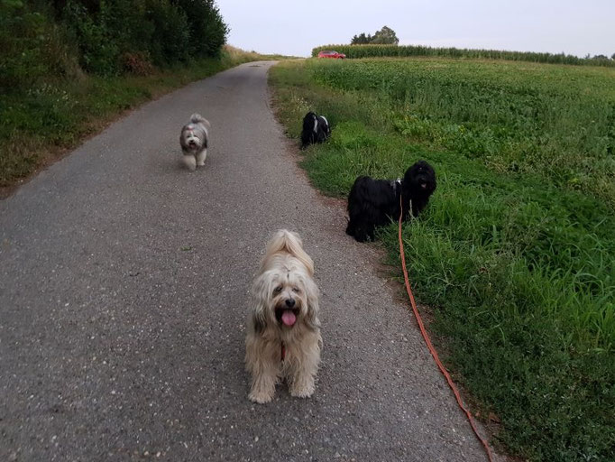 Abendspaziergang