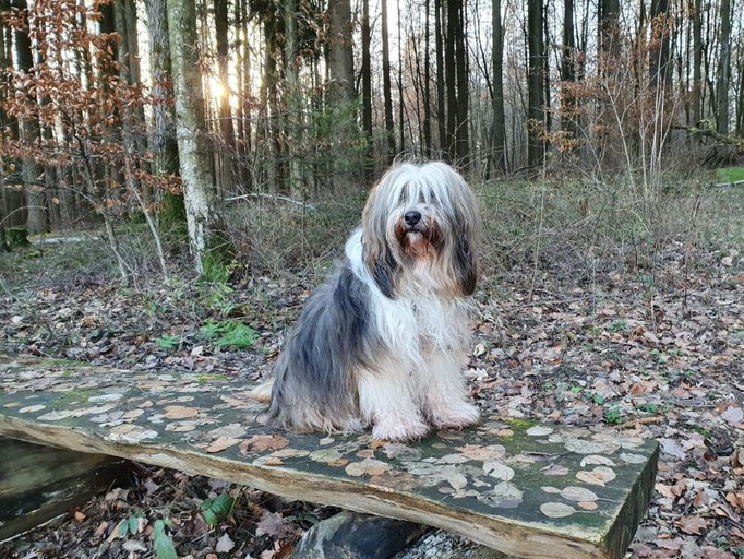Milka im Wald