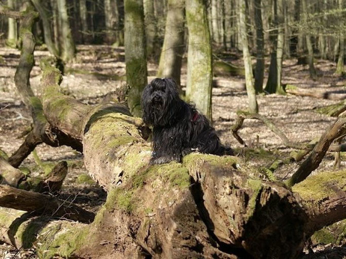 Yeshi im Taunus