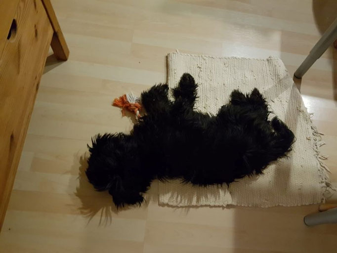 Jobi hat fertig!
