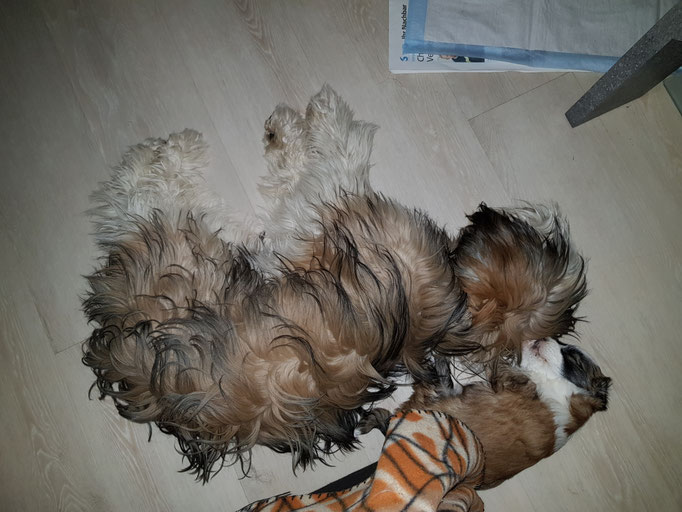 Mittagsschlaf ♥ ♥ - 08/2018