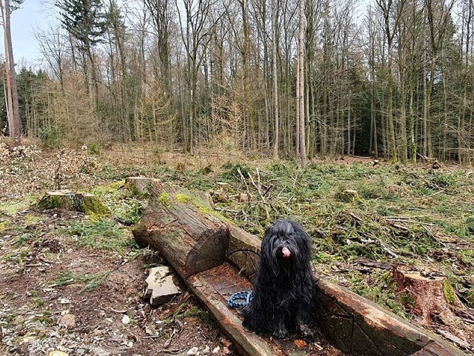 Yeshi im Taunus