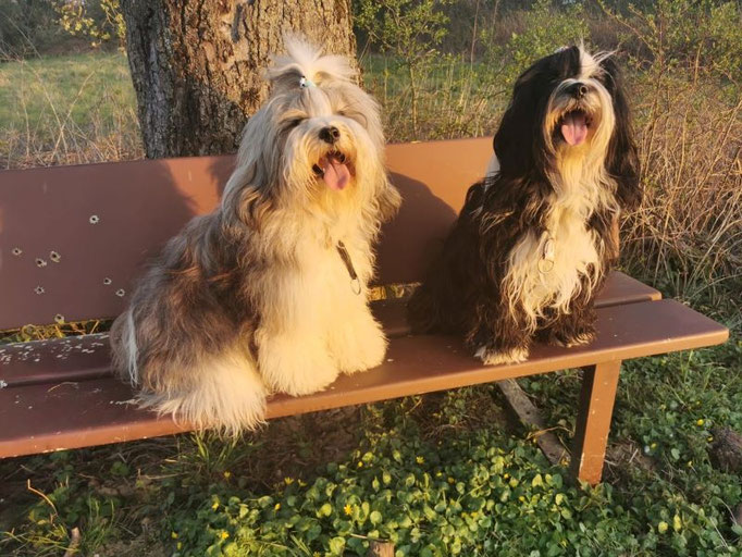 Abendspaziergang mit Lisha und Han-na
