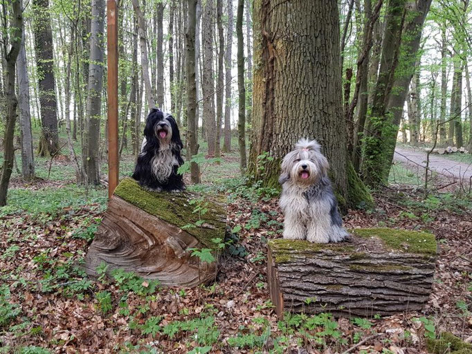 Abendspaziergang mit Lisha und Han-na