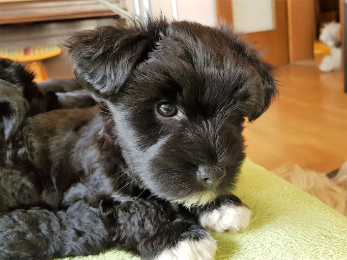 Mia