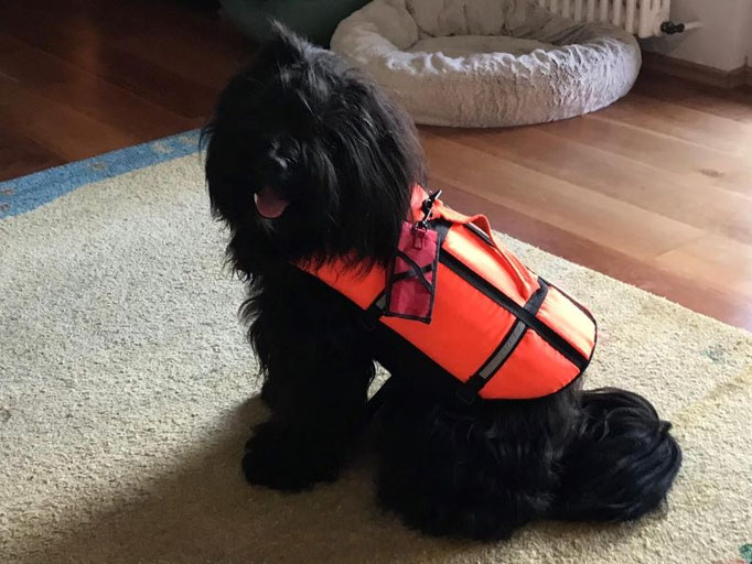 Pepper probiert die Schwimmweste an