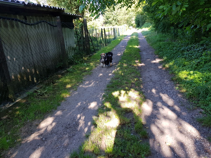 Besuch von Brüderchen Yaro - 07/2018 