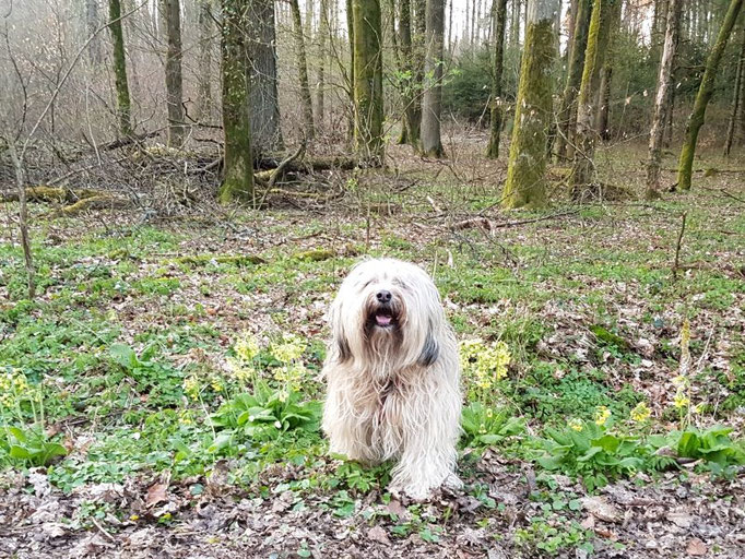 Fiona im Frühlingswald