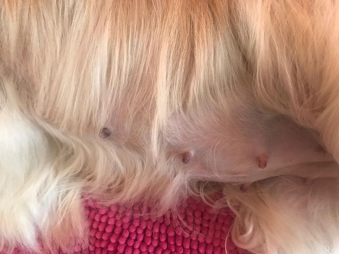 Linchens Babybäuchlein ♥