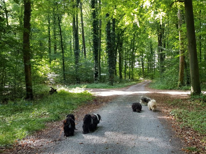 Tag 16: Rudelausflug zum Abschied - Jinpa, Lisha, Mihu, Han-na und Fiona