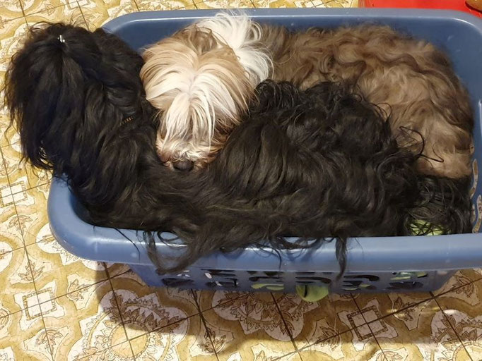 Körbchen werden total überbewertet!