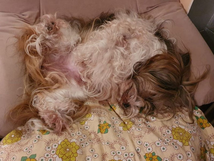 Milka in Tibi-Schlafposition