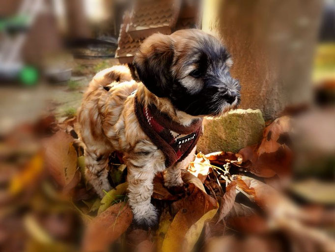 Kah-ra Herbstbaby