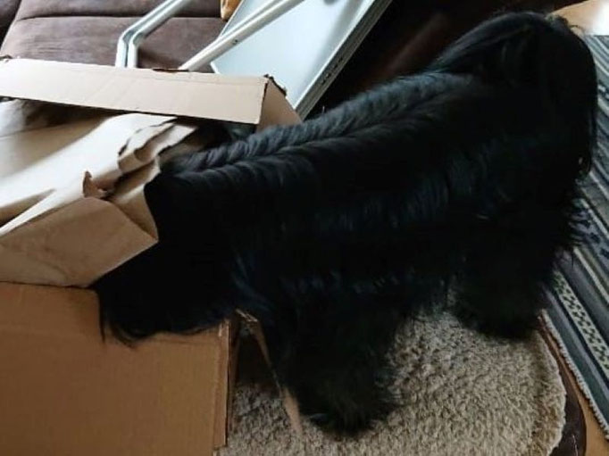 Sam - beim Karton auspacken
