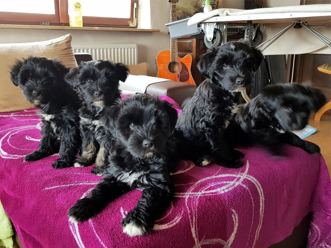 von li. nach re.: Jobi, Jinpa, Pepper, Jowo und Juli
