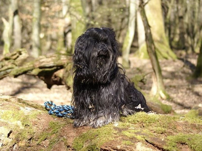 Yeshi im Taunus