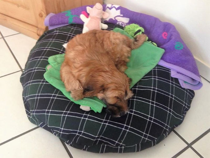 Neuer Schlafplatz und Spielzeug ♥