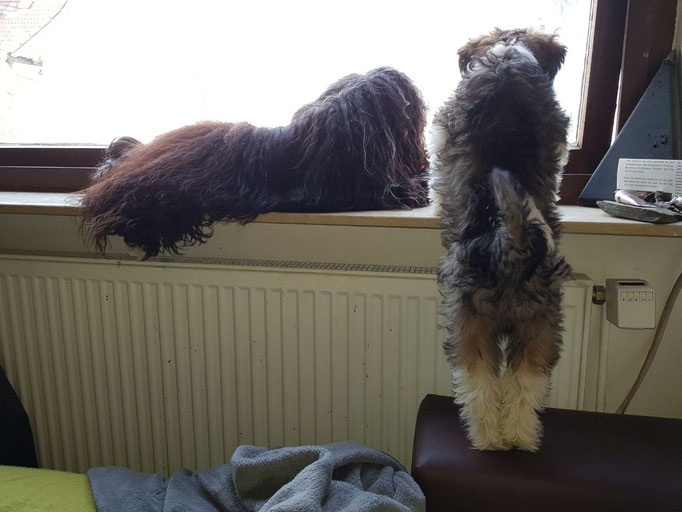 So kann man auch aus dem Fenster schauen!  - 04/2018 
