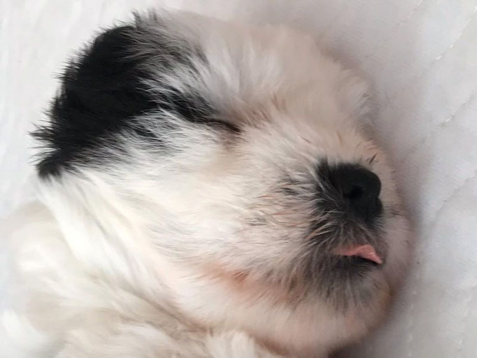 Li-nas Sohn Than-ju (Arundhati Tibet Terrier)