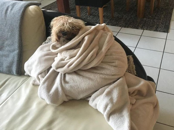 Shani (1 J.) - das erinnert sehr an Mama Fiona, die muss auch warm eingewickelt werden nach dem Baden!