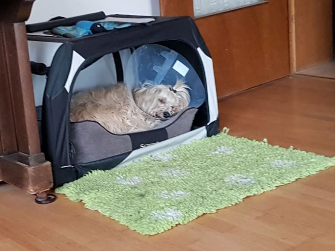 Leider wieder mit Trichter, aber Fiona trägt es mit Fassung