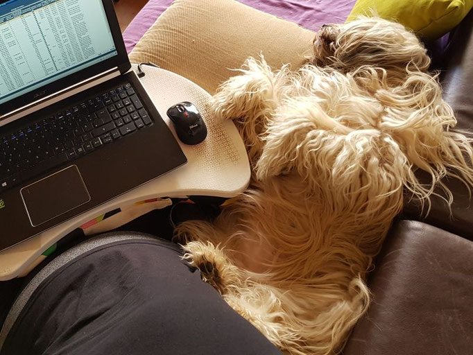 Fiona arbeitet hart im Homeoffice ;-)