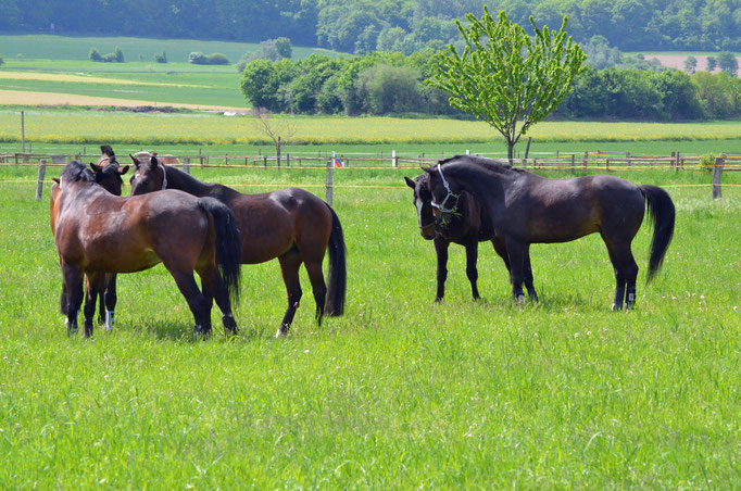 24 Stunden Sommerweide am Waldrand